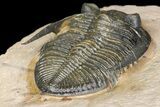 Bumpy Zlichovaspis Trilobite - Lghaft, Morocco #160939-5